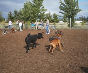 Dog Park 1